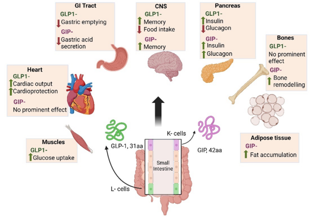 The mechanism of action of Tirzepatide