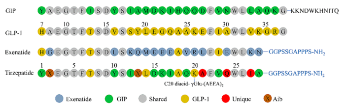The structures of GLP - 1 (7 - 37), GIP (1 - 42), Exenatide, and Tirzepatide