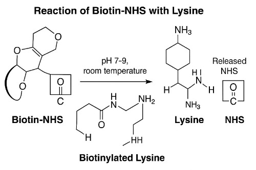 Structural diagram of the reaction between biotin-NHS and lysine